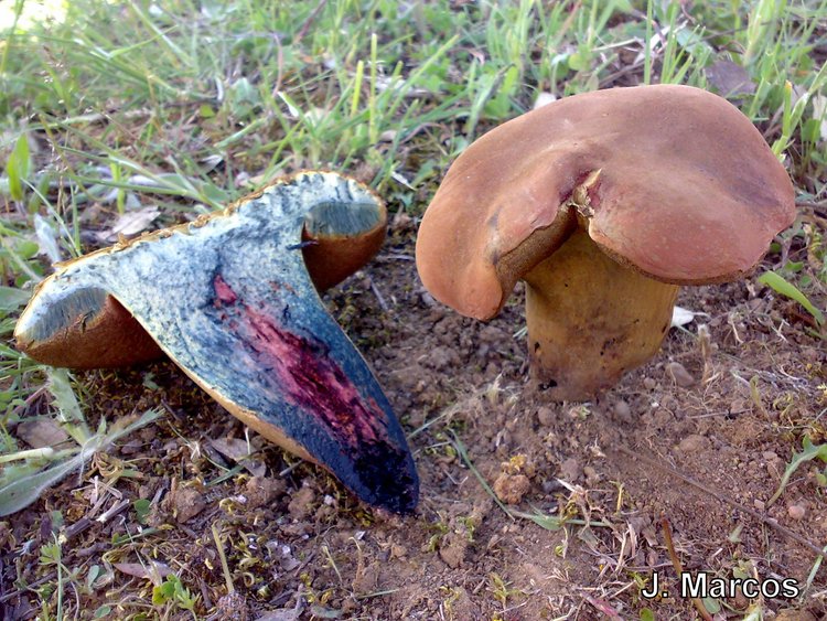 Boletus queletii????